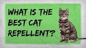 How To Make A Homemade Cat Repellent Home Remedies For Repelling Cats Housekeeping Wonderhowto