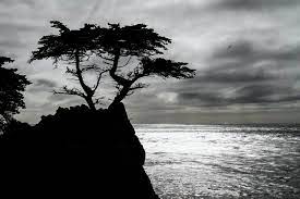 We did not find results for: Best 500 Black And White Nature Pictures Download Free Images On Unsplash