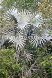 Image result for Coccothrinax