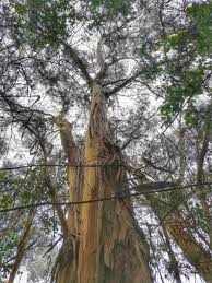 Image result for Eucalyptus sp.