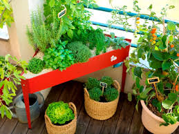 Plantation des bulbes à l'automne: Jardiner En Ville Que Faire Pousser Sur Un Balcon