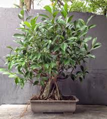 This natural based formula provides a rich source of organic This Was A Ginseng Ficus Now Please Stop Saying They Re Not Good Bonsai Subjects Adam S Art And Bonsai Blog