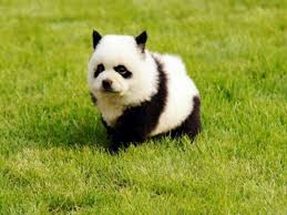 Discover the facts, size, life span, price, health issues & breeders of chow. Chow Chow Panda Puppy What S New