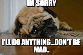 Image Result For Im Sorry Animal Meme Pugs Pug Memes Pugs Funny