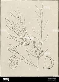 Image result for Potamogeton pusillus