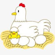 a cartoon hen hatches chickens cartoon chicken hatch chicken eggs cartoon