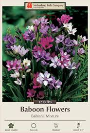 Image result for Babiana