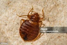 Image result for Cimex Lectularius L