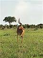 The thin coiled horn of an antelope buck. Category Damaliscus Hunteri Wikimedia Commons
