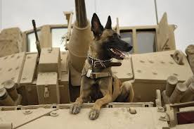 Can Dogs Smell Drugs Answered Facts & Faqs