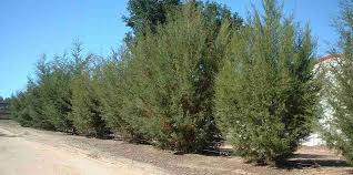 Image result for Cyphia erecta