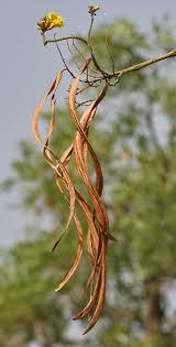 Image result for Markhamia lutea