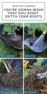 Root Washing Why And How To Wash Roots Finegardening Healthy Garden Planting Shrubs Shrubs