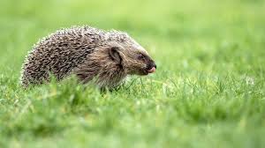 Igel Im Garten Gefunden Wie Man Sich Richtig Verhalt Igel Im Garten Igel Igel Futtern