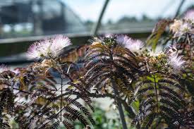 Image result for Albizia