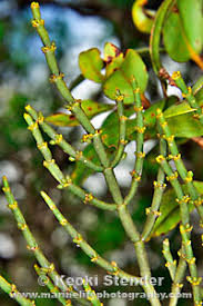 Image result for Viscaceae