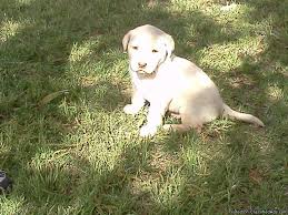 Yellow & white lab puppies that come from a loving home environment. Labrador Puppies 4 Sale Price 200 00 For Sale In Amarillo Texas Best Pets Online