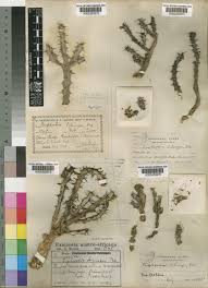 Image result for Euphorbia schinzii