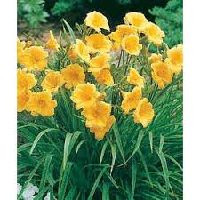 Check spelling or type a new query. Daylily Stella D Oro Diploid Seeds Hemerocallis Seeds