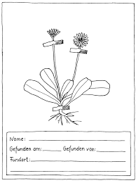 Herbarium etiketten vorlagen zum ausdrucken. 2