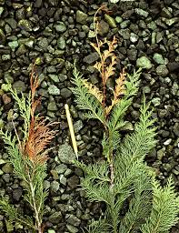 Image result for kabatina thujae