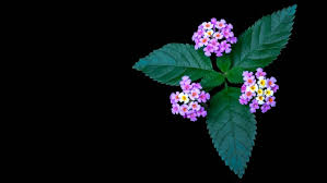 Image result for Lantana angolensis