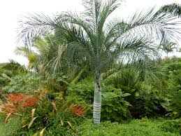 Image result for Pseudophoenix