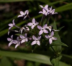 Image result for Conostomium natalense