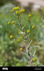 Image result for Resedaceae