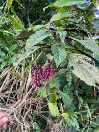 Image result for Achyrospermum carvalhoi