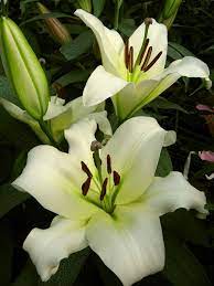 Rexona Orienpet Hybrid Lily Fall 2016 Current Catalog Flora Flowers Lily Flowers
