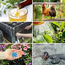 Other plants which deter slugs include wormwood, rue, fennel, anise and rosemary. 8 Genius Hacks For Keeping Slugs Out Of Your Garden Diy Crafts