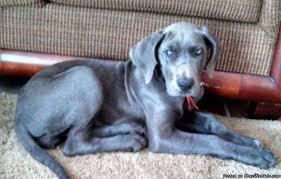 We did not find results for: Blue Great Dane Puppies For Sale In Des Moines Iowa Classified Americanlisted Com