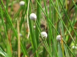 Image result for Eriocaulon teusczii