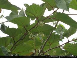 華八角楓 亞泥生態園區 亞洲水泥花蓮廠蝴蝶園 原生植物園 痞客邦 plant leaves plants leaves