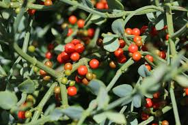 Image result for Viscum shirense