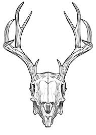 Free Image On Pixabay Skull Horns Antlers Rabbit Antler Drawing Jackalope Skull Art So, for my life drawing teacher i drew a skull for him because i wanted to change it up from all the other jackalope drawings. pinterest