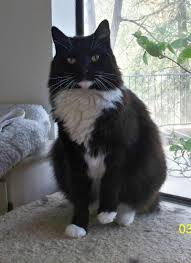Adopt Stanley On Petfinder Cats Cat Rescue Cute Animal Photos