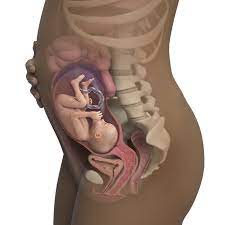 27 Weeks Pregnant Symptoms Signs Babycenter