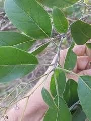 Image result for Hilsenbergia