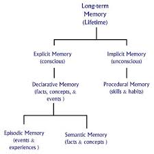 long term memory chart human memory memories declarative