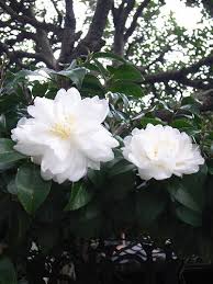 How To Grow Camellia Garden Guides Rose Like Flowers White Plants Garden Yard Ideas