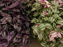 We did not find results for: How To Grow And Care For Tradescantia World Of Succulents