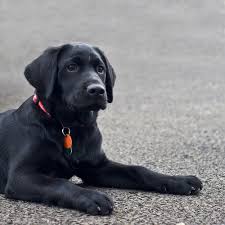 Ready When You Are By Michael Jordan Labrador Retriever Labrador Black Labrador Retriever