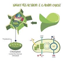 Plant photosynthesis and cellular respiration diagram. All You Need To Know About Photosynthesis And Cellular Respiration Biology Wise