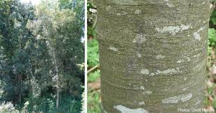 Image result for Ocotea bullata
