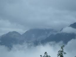 Image result for Landolphia foretiana