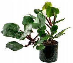 Image result for Filodendron Philodendron