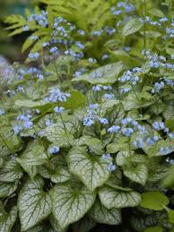 Flowers come in every shade but blue. Heartshaped Leaves City Garden Ideas
