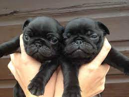 Black pug puppies for sale. Black Pug Puppies For Sale Near Me Petsidi